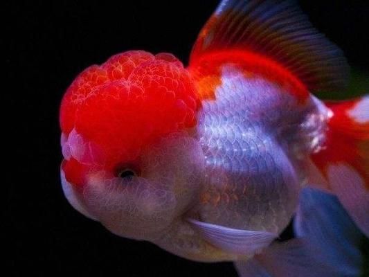 觀賞魚適宜水溫調節方法：觀賞魚水溫調節的基本方法