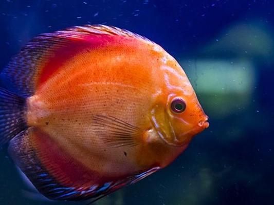 觀賞魚適宜水溫調節方法：觀賞魚水溫調節的基本方法