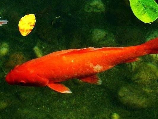 觀賞魚適宜水溫調節方法：觀賞魚水溫調節的基本方法