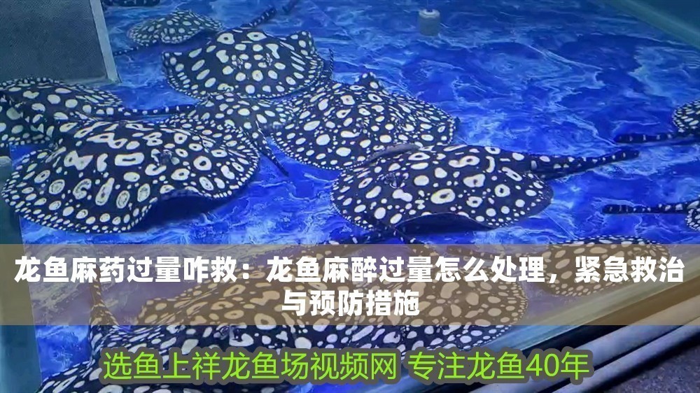 龍魚麻藥過量咋救：龍魚麻醉過量怎么處理，緊急救治與預防措施
