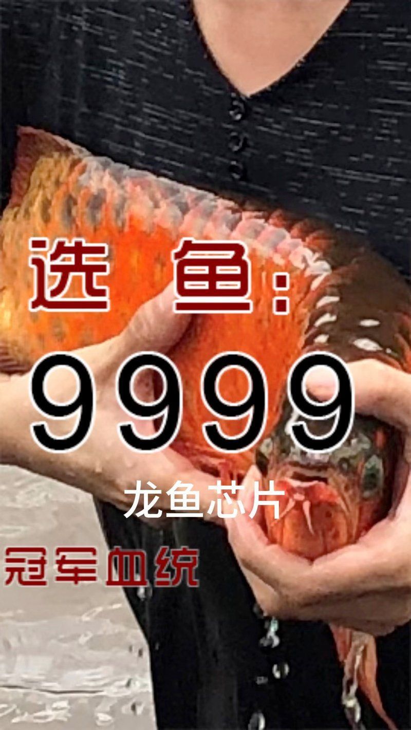 龍魚芯片號碼查詢不到的原因