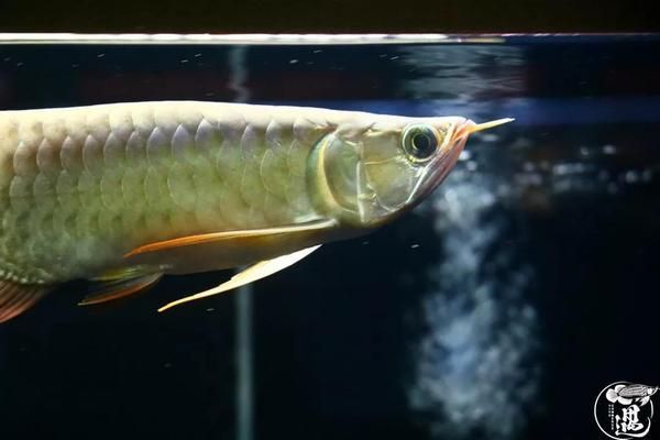 金龍魚b過背是什么意思，金龍魚b過背是指一種由過背金龍魚與紅寶石金龍魚雜交而來