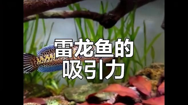雷龍魚是下層魚嗎