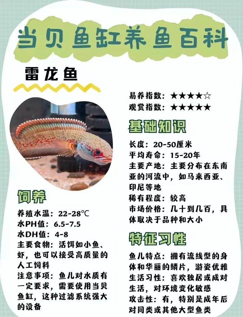 雷龍魚是下層魚嗎
