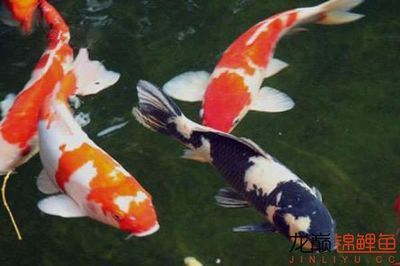 龍魚鱗片有紅斑：龍魚鱗片上出現紅斑可能是由于多種原因引起的，以下是幾種原因