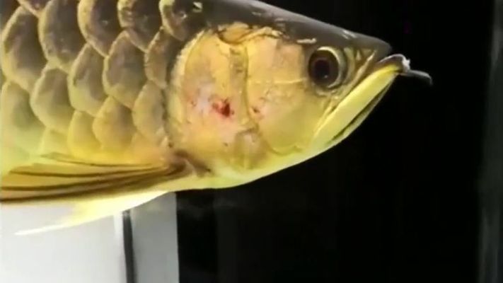 龍魚混養十大禁忌 龍魚混養十大禁忌 龍魚百科 第4張