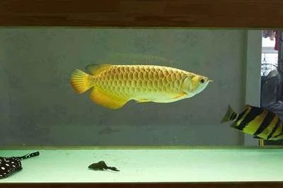 龍魚飼料中添加維生素C的比例：龍魚飼料中添加維生素c對(duì)龍魚皮膚健康有影響嗎