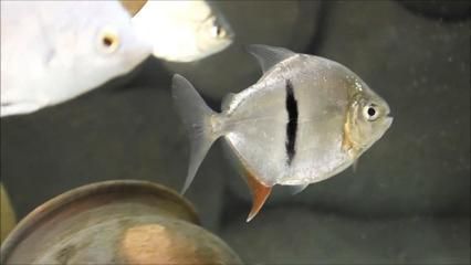 銀板魚混養最佳伴侶選擇：適合與銀板魚混養的魚類