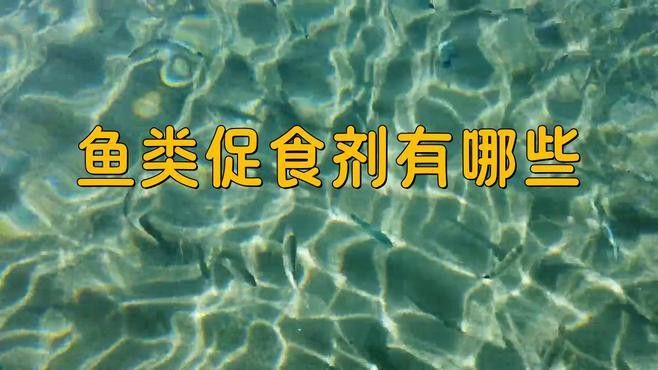 有哪些藥物可以幫助龍魚恢復食欲？