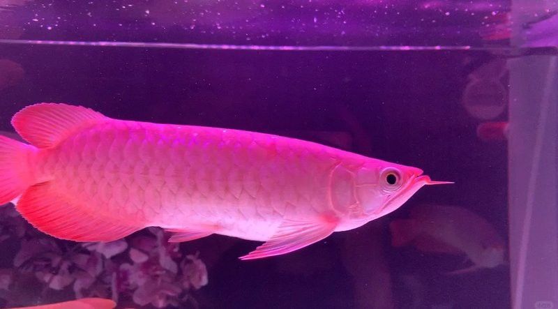 紅龍魚透缸環境多久需要調整一次？