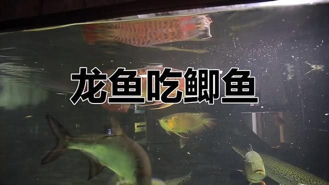 龍魚吃魚視頻