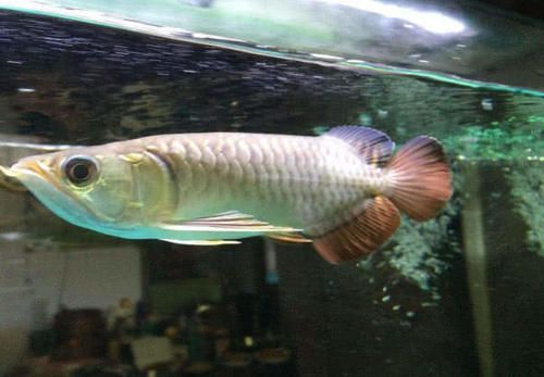金龍魚絕食怎么辦：金龍魚不吃東西怎么辦