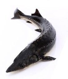 鱘龍魚百科