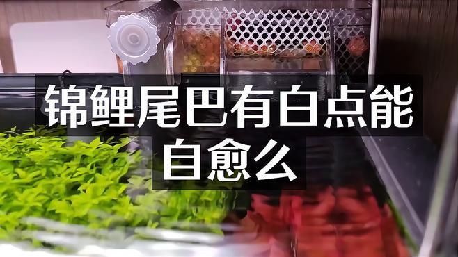 錦鯉寄生蟲感染會自愈嗎？