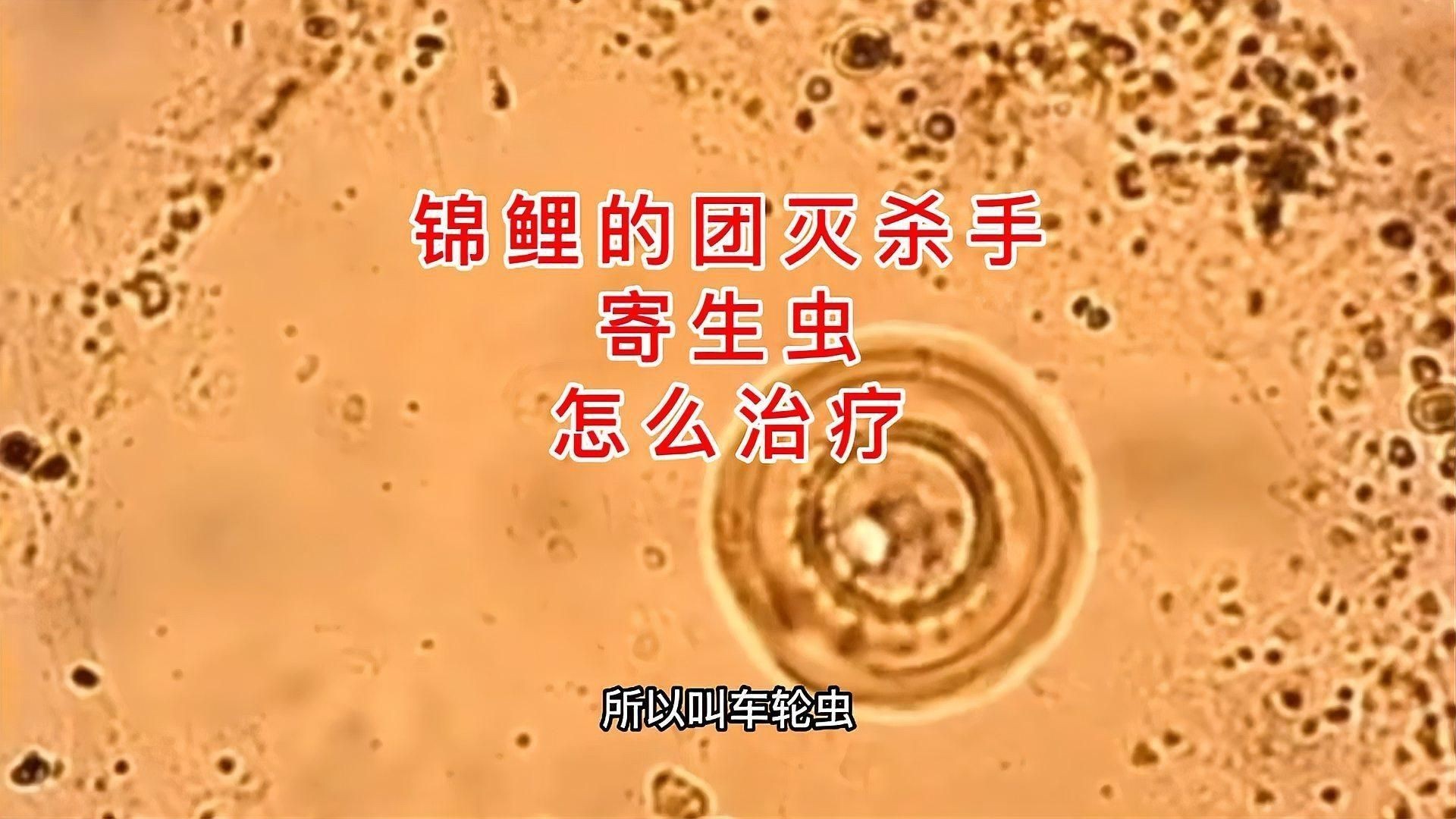錦鯉寄生蟲感染會自愈嗎？