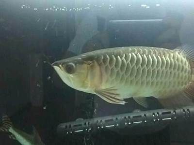 金龍魚一條多少錢40公分的（40公分的金龍魚價格在幾百元到幾千元之間）