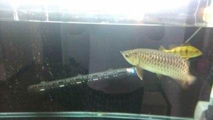 金龍魚一條多少錢40公分的（40公分的金龍魚價格在幾百元到幾千元之間）