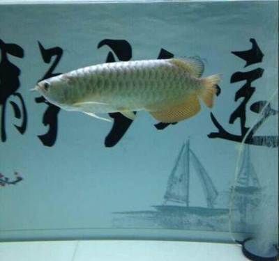 金龍魚一條多少錢40公分的（40公分的金龍魚價格在幾百元到幾千元之間）