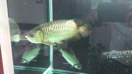 金龍魚一條多少錢40公分的（40公分的金龍魚價格在幾百元到幾千元之間）