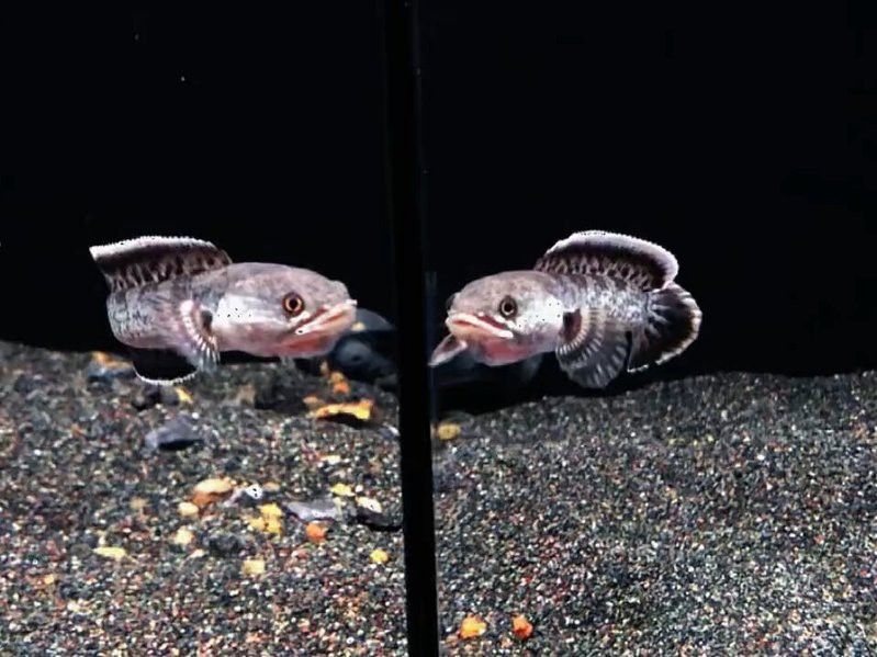 鈷藍(lán)雷龍魚(yú)介紹