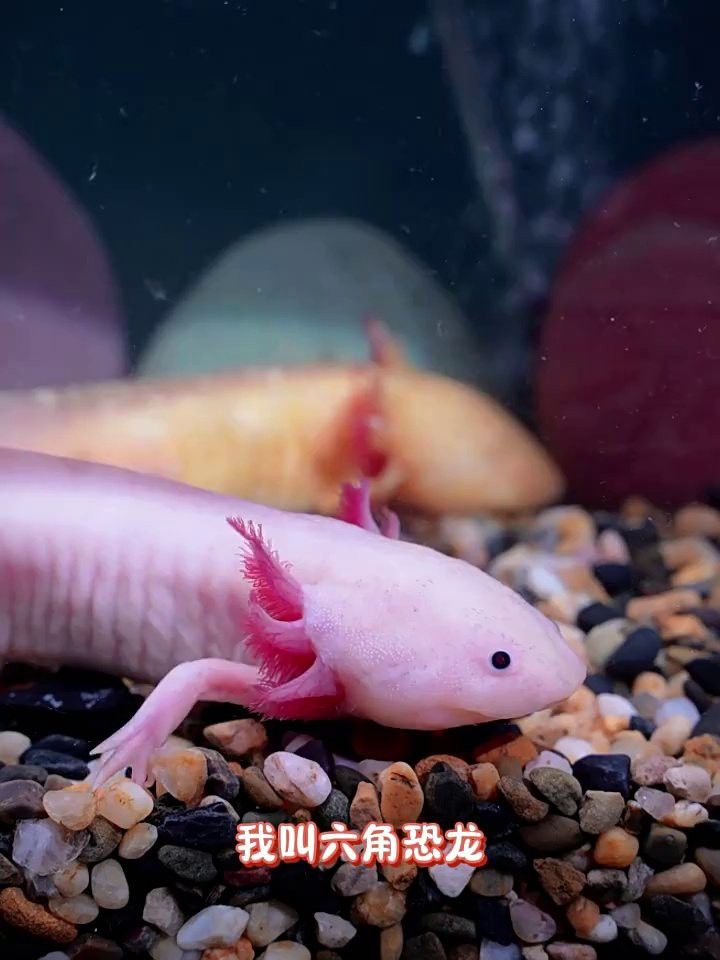 鈷藍(lán)雷龍魚(yú)介紹