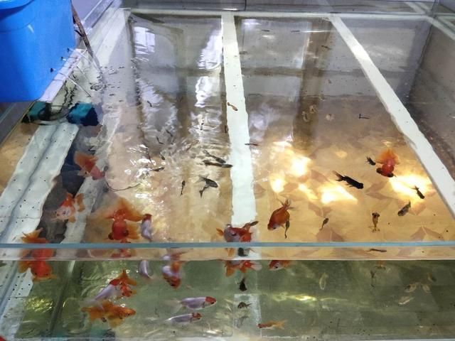 龍魚(yú)吃什么活食最好：關(guān)于龍魚(yú)吃什么活食最好