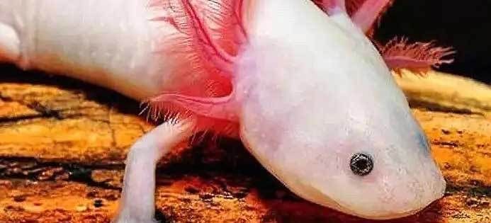 六角恐龍魚咋養：六角恐龍魚的養殖方法