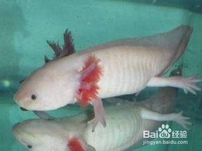 六角恐龍魚咋養：六角恐龍魚的養殖方法