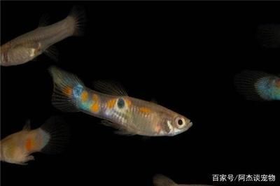 龍魚可以多長時間不吃東西了：龍魚可以多長時間不吃東西