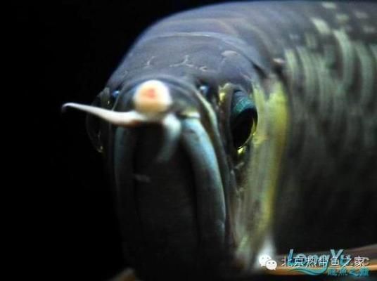 龍魚疾病預防措施：如何檢測龍魚健康狀況，防止龍魚寄生蟲的有效方法