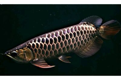 世界十大龍魚品牌排行榜前十名：2024年世界十大龍魚品牌排行榜