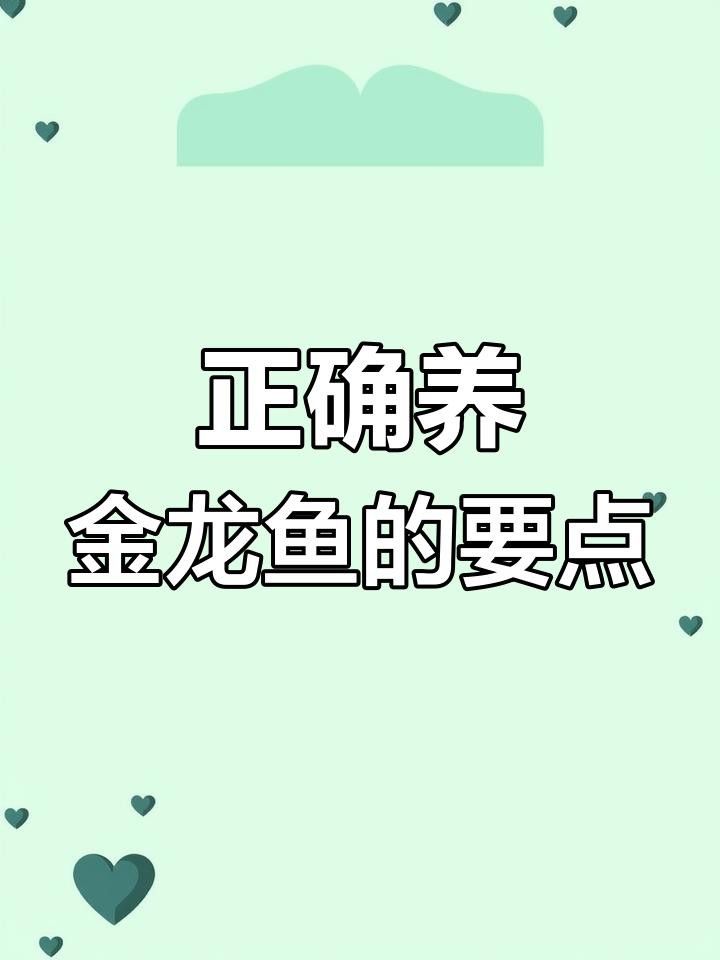 新手養(yǎng)金龍魚需要注意什么？