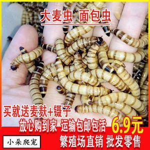 喂龍魚,面包蟲和大麥蟲那個好（大麥蟲和大麥蟲的區別）