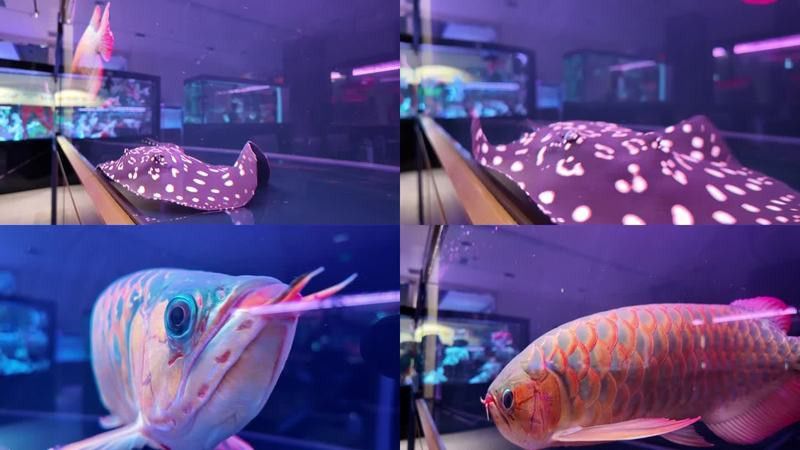 金龍魚視頻下載