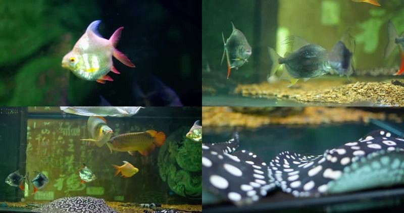 金龍魚視頻下載