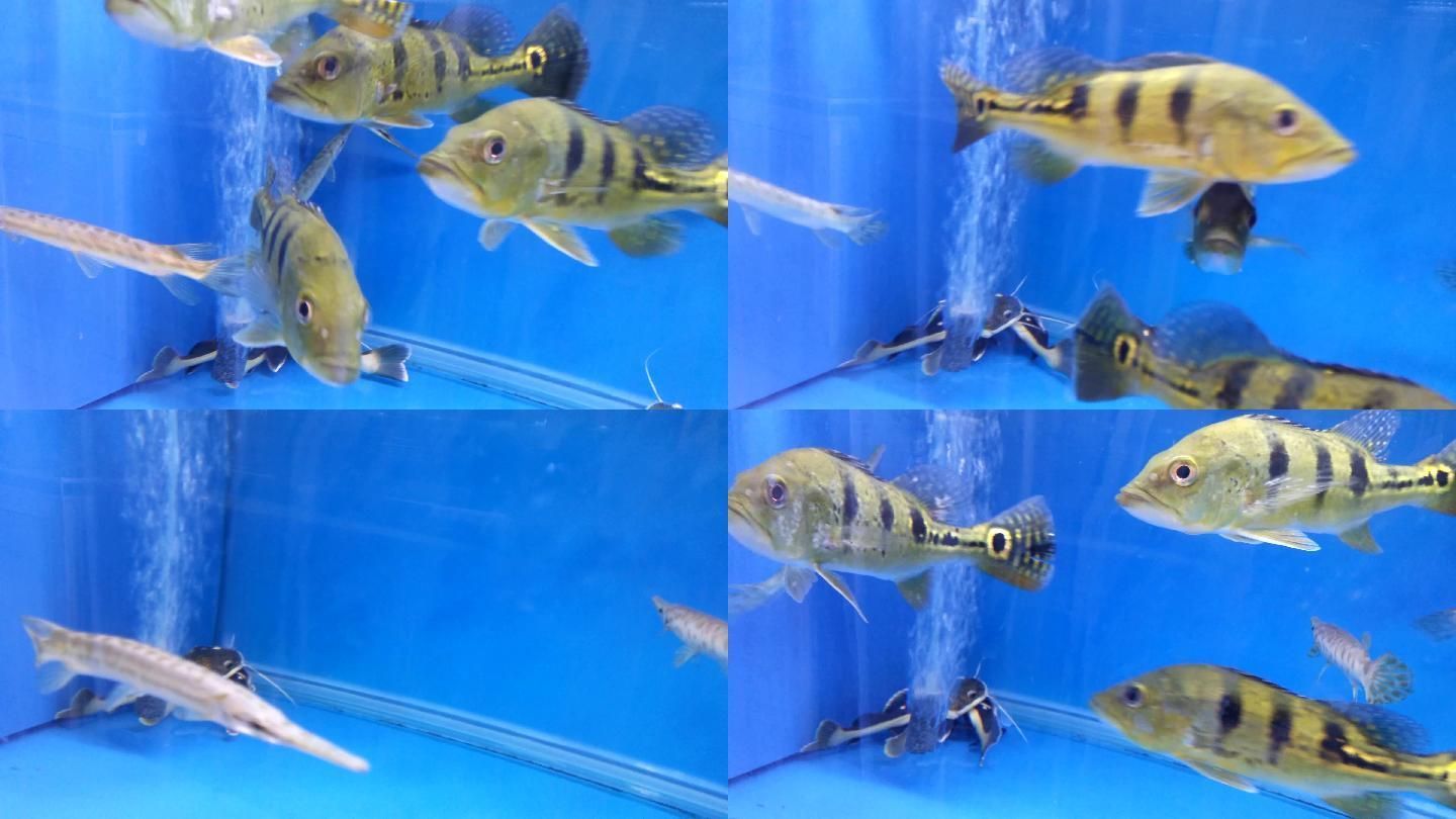 龍魚缸下土霉素的用量是多少：使用土霉素治療龍魚的注意事項