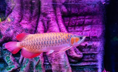 龍魚產(chǎn)卵前的特征（在產(chǎn)卵前，龍魚會出現(xiàn)一些行為上的變化，養(yǎng)殖者可以了解）