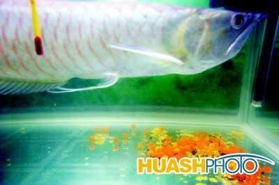 龍魚產(chǎn)卵前的特征（在產(chǎn)卵前，龍魚會出現(xiàn)一些行為上的變化，養(yǎng)殖者可以了解）