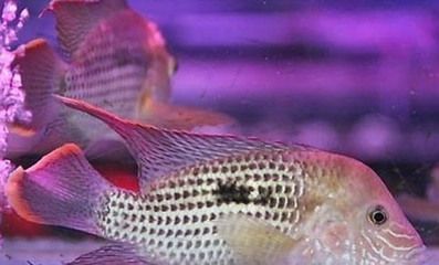 觀賞性金龍魚品種有哪些名字（十大最受歡迎的觀賞魚-金魚上榜）