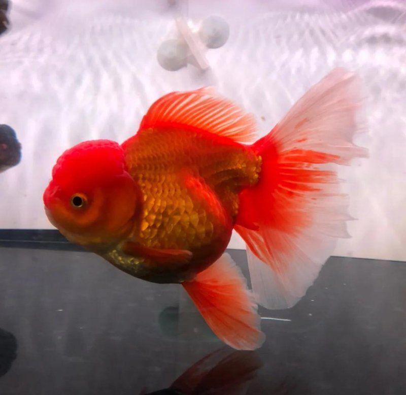 藍底亞種過背金龍最簡單處理