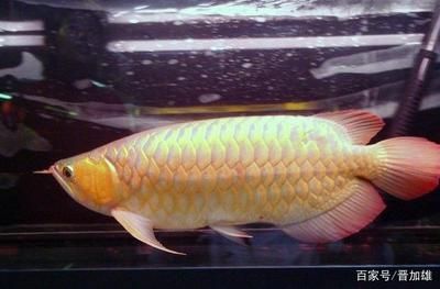 金龍魚夏天需要加熱棒嗎：金龍魚夏天怎么養