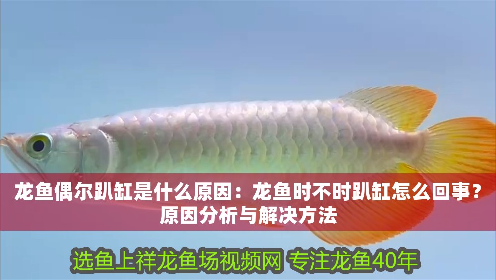 龍魚偶爾趴缸是什么原因：龍魚時不時趴缸怎么回事？原因分析與解決方法