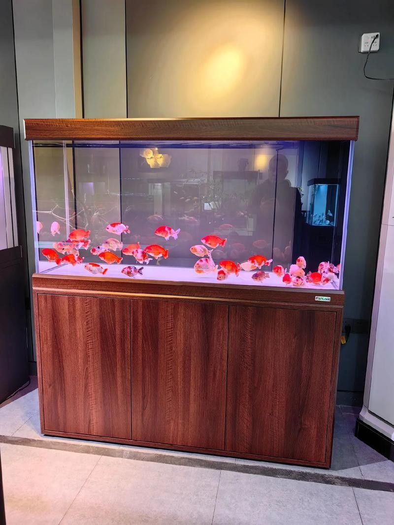 銀龍魚不搶食吃咋辦 龍魚百科 第4張 銀龍魚不搶食吃咋辦 銀龍魚不搶食吃咋辦 龍魚百科 第4張