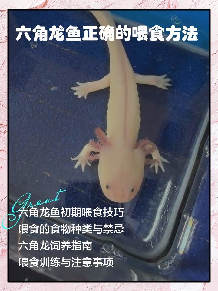 如何給六角恐龍喂食？