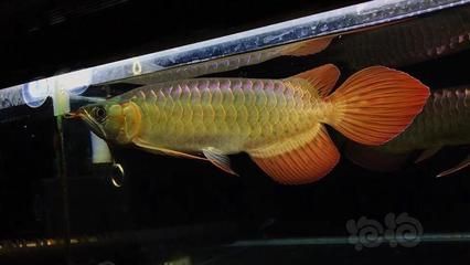 短身龍魚好嗎：短身龍魚價(jià)格昂貴，但價(jià)格昂貴的一個(gè)體現(xiàn)，養(yǎng)好短身龍魚并非易事