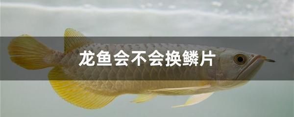 龍魚背上鱗片白白掉皮,有點松鱗：龍魚掉鱗怎么辦