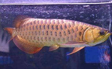 龍魚 筒燈：養殖龍魚的水質要求