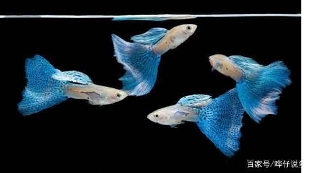 龍魚好不好養喂什么吃：關于龍魚飼養和喂養的詳細信息