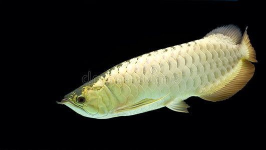 養(yǎng)一條銀龍魚代表什么生肖動物：養(yǎng)一條銀龍魚在文化上象征著權(quán)力、尊貴、尊貴、長壽和好運