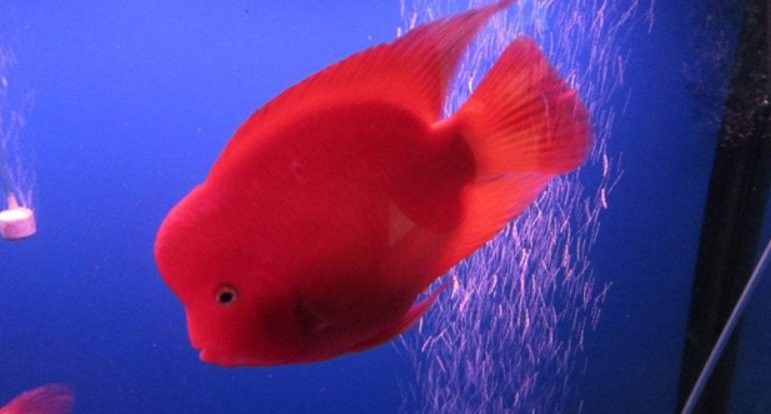 銀龍魚和鸚鵡魚混養水溫多少度合適呢